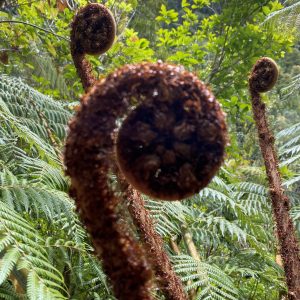 koru