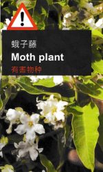 mothplant
